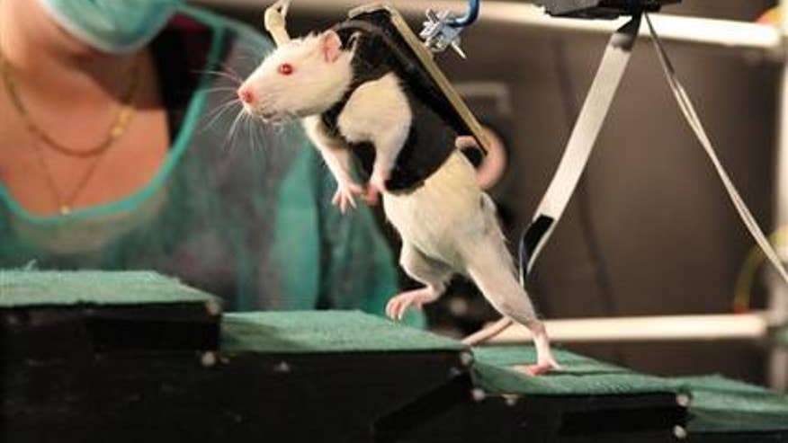 paralyzed rat